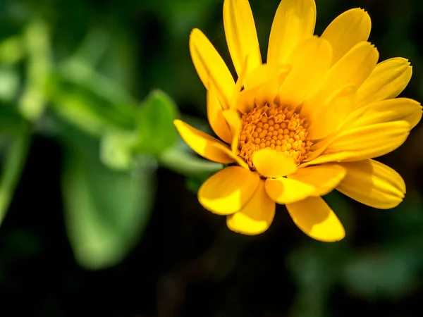 Caléndula de flores iluminada por el sol de la mañana — Foto de Stock