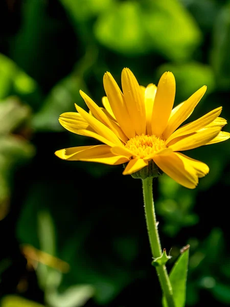 Kwiat Łacińską Nazwą Calendula Oświetlony Porannym Słońcem Miękkie Ognisko Wąski — Zdjęcie stockowe