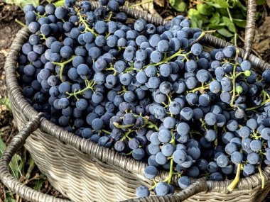 Üzüm çalılarının yanında hasat edilmiş üzüm sepeti.