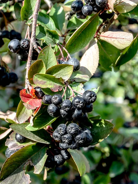 庭の枝に黒い山灰の秋の果実 — ストック写真