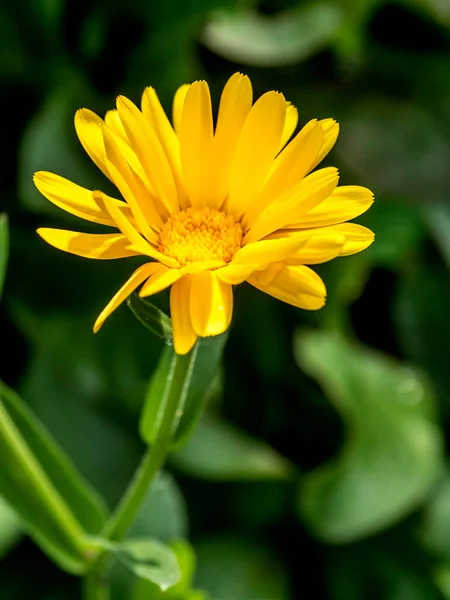 Квітка Латинською Назвою Calendula Освітлена Ранковим Сонцем Який Фокус Вузька — стокове фото