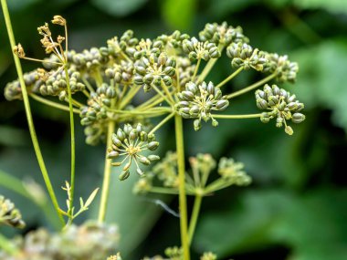 Şemsiye şeklinde maydanoz tohumları, bahçede Latince adı Petroselinum crispum olan bitkiler.