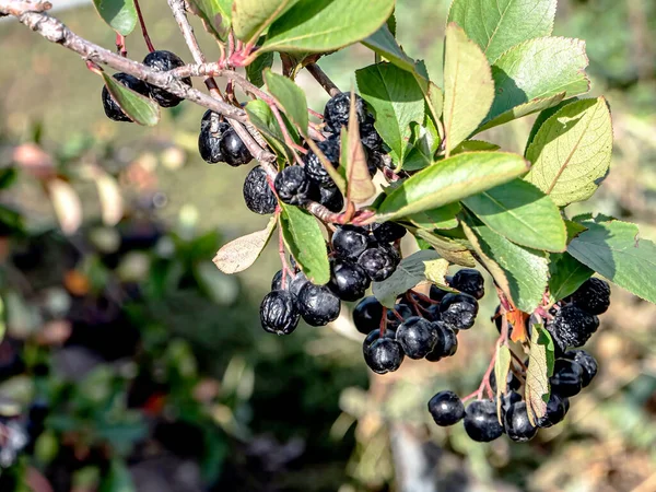 Autumn Berries Black Mountain Ash Branch Garden — Stock Photo, Image