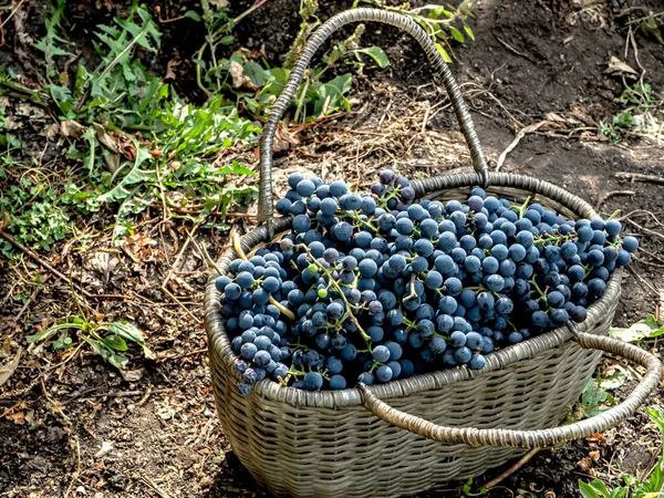 Cesta Com Uvas Colhidas Perto Arbusto Uvas Imagens De Bancos De Imagens Sem Royalties