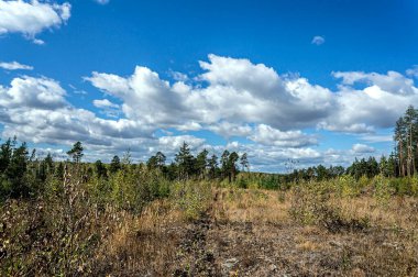 Tarlada insanların ektiği genç ormanlar büyüyor. Genç çam ağaçları sonbaharın başlarında çimlerin arasından dışarı bakıyor.