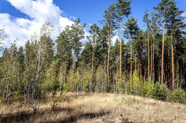 Tarlada insanların ektiği genç ormanlar büyüyor. Genç çam ağaçları sonbaharın başlarında çimlerin arasından dışarı bakıyor.
