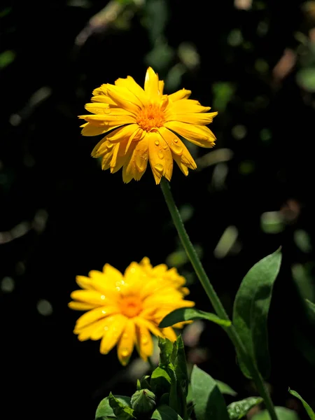 Flor Calêndula Com Gotas Orvalho Luz Solar Manhã — Fotografia de Stock
