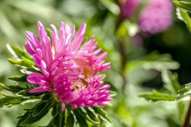 Açılmamış narin bir tomurcuk sabah güneşinin altında bahçede mor bir tost makinası.