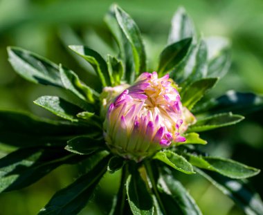 Açılmamış narin bir tomurcuk sabah güneşinin altında bahçede mor bir tost makinası.