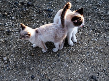 Kayalık bir yolda yürüyen iki küçük kedi yavrusu