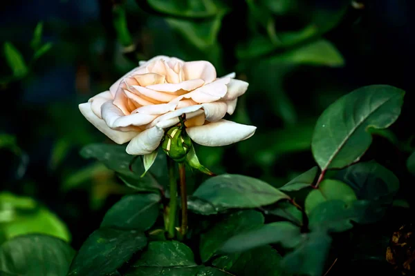 Fading Cream Rose Vase Blurry Background — Stock Photo, Image
