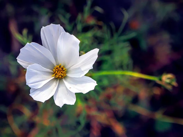 fresh, pure white cosmea flowers in the garden