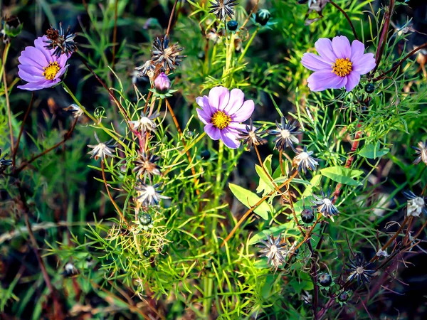Świeże Czyste Purpurowe Kwiaty Kosmetyczne Ogrodzie — Zdjęcie stockowe