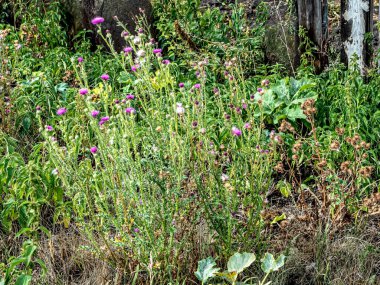 Güzel mor devedikeni çayırda açar, son sonbahar devedikeni çiçekleri.