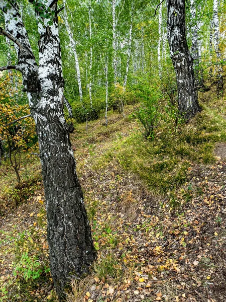 Jesienne Brzozy Rosną Stromym Zboczu Południowe Urale — Zdjęcie stockowe