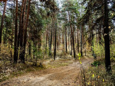 Bir grup turist sonbahar çam ormanlarında orman yolunda yürüyor.