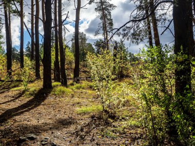 Güney Urallar 'da sonbahar çam ormanları, uzun çam ağaçları ve sararmış çalılar.