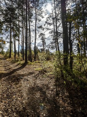 Güney Urallar 'da sonbahar çam ormanları, uzun çam ağaçları ve sararmış çalılar.