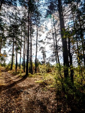 Güney Urallar 'da sonbahar çam ormanları, uzun çam ağaçları ve sararmış çalılar.