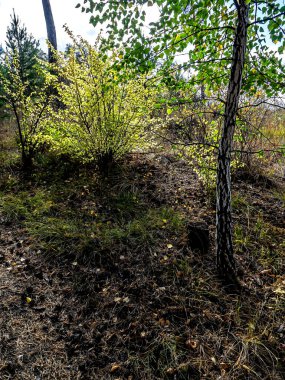 Güney Urallar 'da sonbahar çam ormanları, uzun çam ağaçları ve sararmış çalılar.