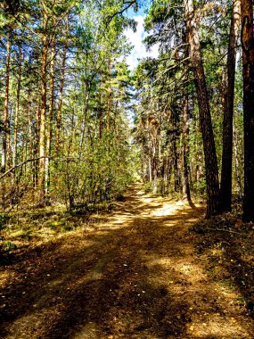 Güney Urallar 'da sonbahar çam ormanları, uzun çam ağaçları ve sararmış çalılar.
