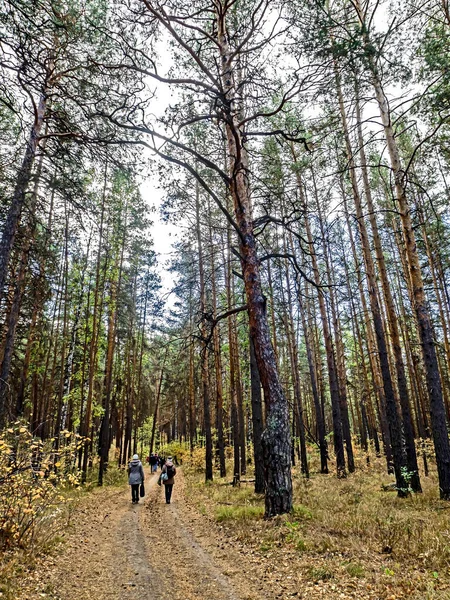 Grupa Turystów Spaceruje Ścieżką Leśną Przez Jesienny Las Sosnowy — Zdjęcie stockowe