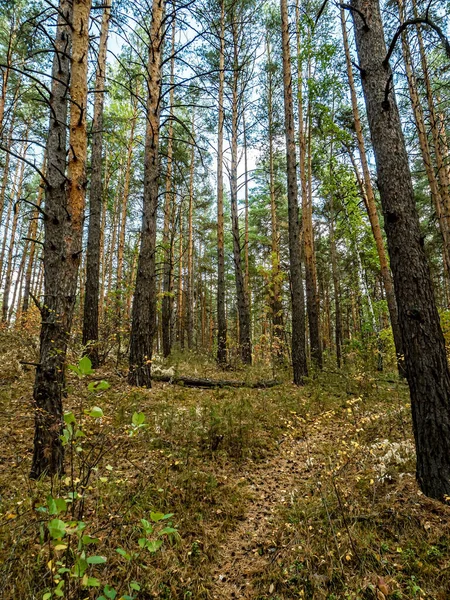 autumn pine forest in the southern Urals, tall pines and yellowing shrubs