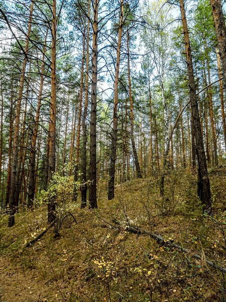 Jesienny Las Sosnowy Południowych Uralach Wysokie Sosny Żółte Krzewy — Zdjęcie stockowe
