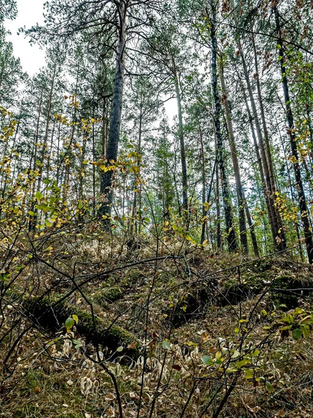 Forêt de pins d'automne dans le sud de l'Oural — Photo