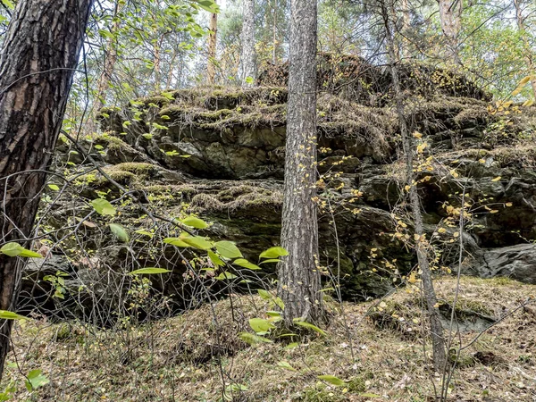 Forêt de pins d'automne dans le sud de l'Oural — Photo