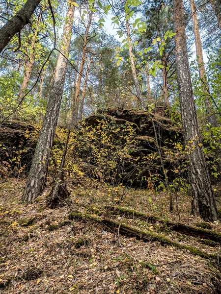 Kiefernwald im südlichen Ural — Stockfoto