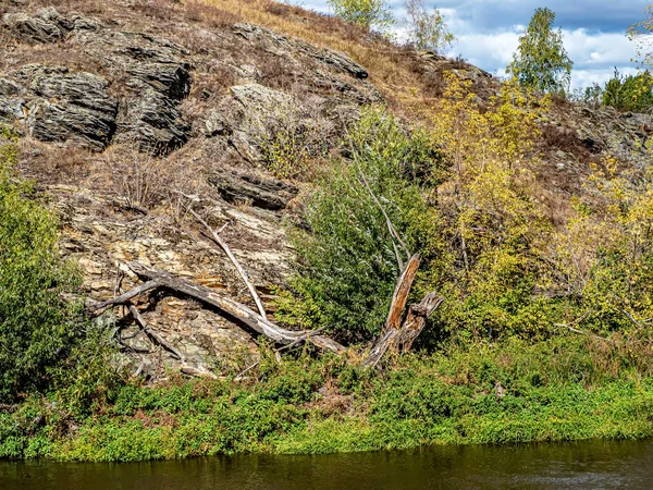 Starý Polámaný Strom Břehu Řeky Miass Začátek Podzimu Jižní Urals — Stock fotografie