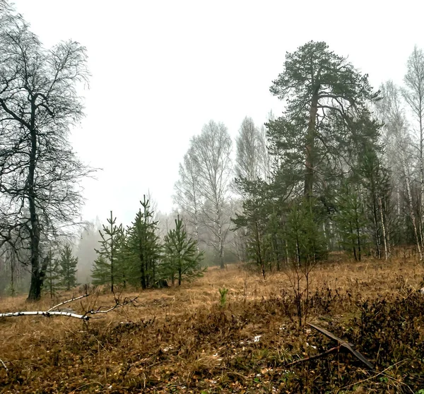 Mokré stromy v deštivém a zamlženém počasí — Stock fotografie