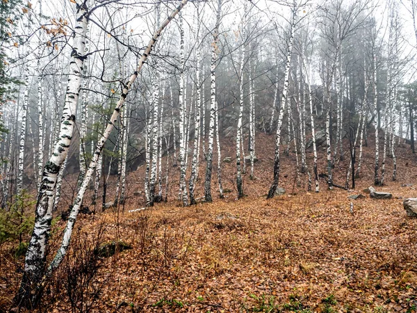 Pedras de quartzito em uma floresta de outono nebulosa — Fotografia de Stock