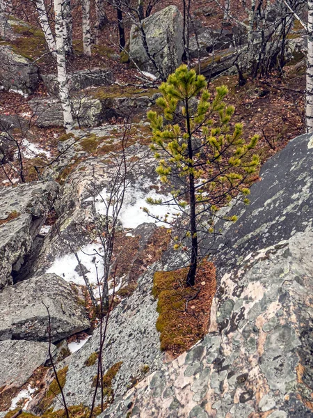 Bomen in de rotsen in de bergen — Stockfoto