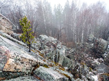 Dağlardaki kaya çatlaklarında ağaçlar yetişir, Taganay Ulusal Doğal Parkı, Zlatoust, Rusya