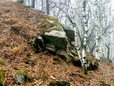 Dağlardaki kaya çatlaklarında ağaçlar yetişir, Taganay Ulusal Doğal Parkı, Zlatoust, Rusya