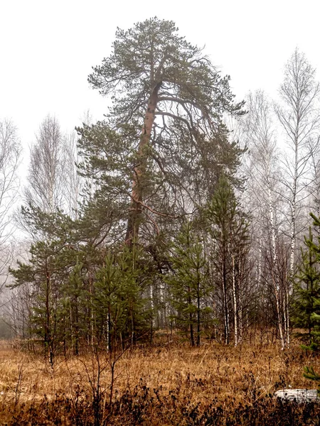 Stromy Deštivém Mlhavém Počasí Ekologické Stezce Turistického Komplexu Semibratka Národní — Stock fotografie
