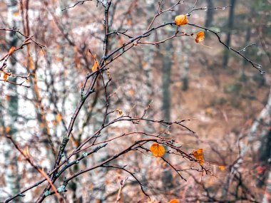 sarı yaprak huş dalında yaprak