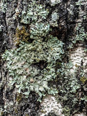 Latince adı Hypogymnia physodes olan liken bir huş ağacının gövdesinde yetişir, Güney Urallar, Rusya