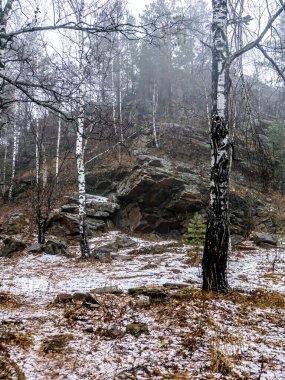 Dağlardaki kaya çatlaklarında ağaçlar yetişir, Taganay Ulusal Doğal Parkı, Zlatoust, Rusya