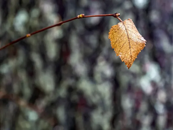 Yellow Lonely Autumn Leaves Birch Branch — Stock Photo, Image