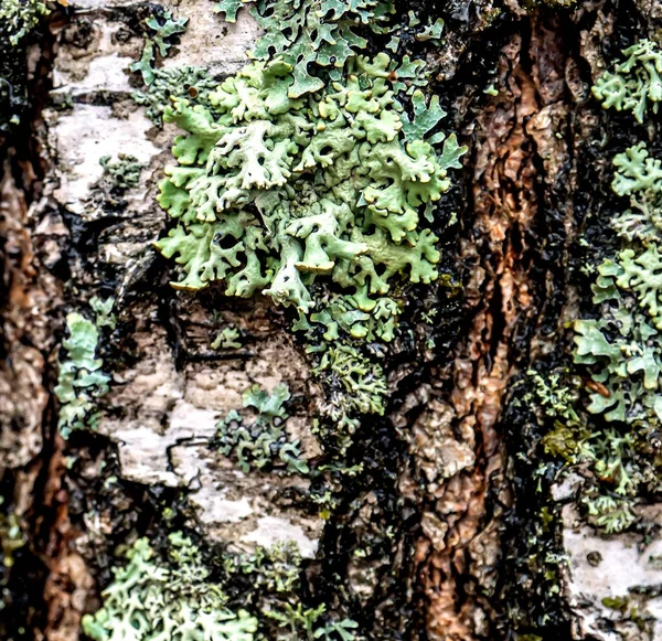 Lichen Latin Name Hypogymnia Physodes Grows Trunk Birch Tree Southern — Stock Photo, Image