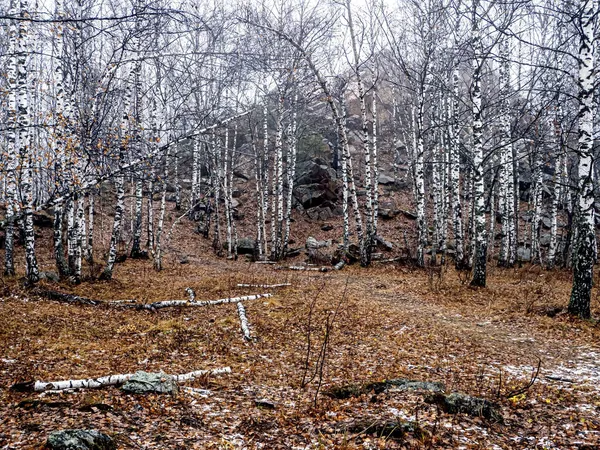 Drzewa Rosną Pęknięciach Skał Górach Narodowy Park Przyrody Taganay Zlatoust — Zdjęcie stockowe