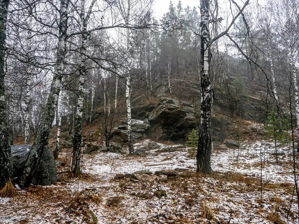 Träd Växer Sprickor Stenar Bergen Taganay National Natural Park Zlatoust — Stockfoto