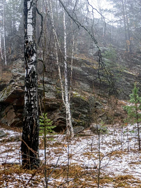 俄罗斯 Zlatoust Taganay国家自然公园 岩石缝隙中生长着树木 — 图库照片