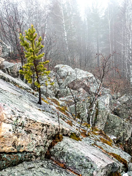 Stromy Rostou Puklinách Skal Horách Národní Park Taganay Zlatoust Rusko — Stock fotografie
