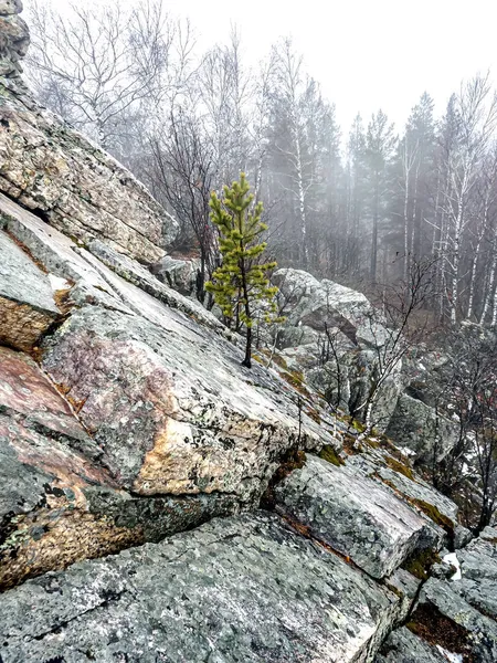 Fák Nőnek Repedések Sziklák Hegyekben Taganay Nemzeti Park Zlatoust Oroszország — Stock Fotó