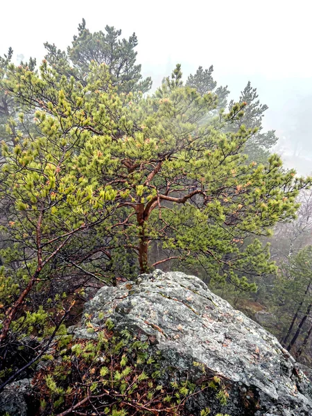 Árvores Crescem Nas Rachaduras Rochas Nas Montanhas Vista Superior Taganay — Fotografia de Stock