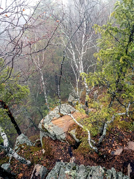 Fák Nőnek Repedések Sziklák Hegyekben Felülnézetből Taganay Nemzeti Park Zlatoust — Stock Fotó